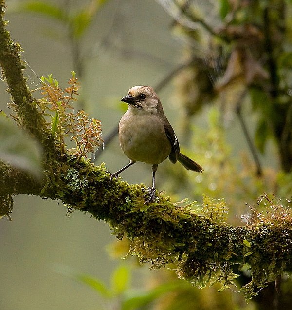 Pale-headed Brush-Finch B