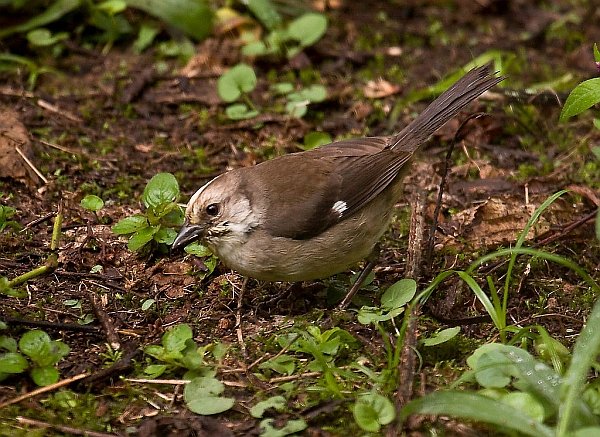 Pale-headed Brush-Finch C