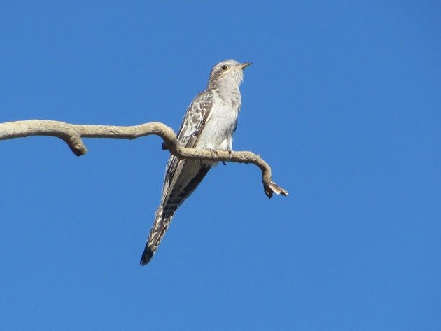 Pallid Cuckoo (4)