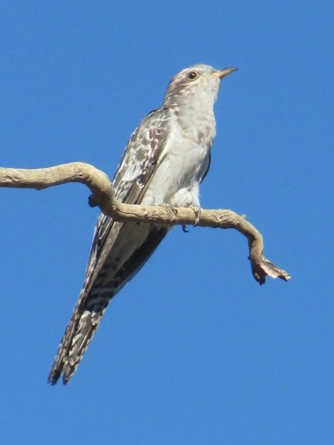 Pallid Cuckoo (5)