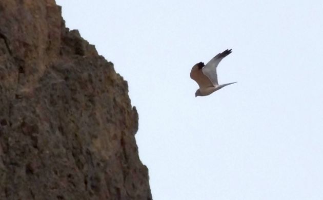 Pallid Harrier