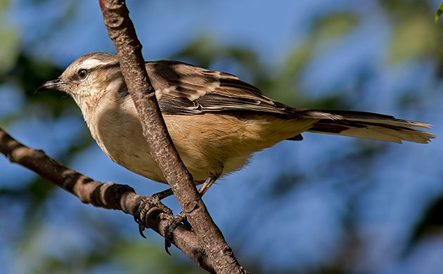 Patagonian Mockingbird