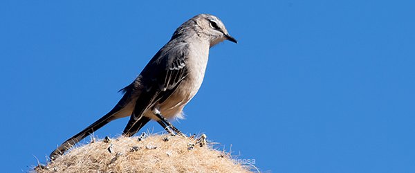 Patagonian-Mockingbird_007886