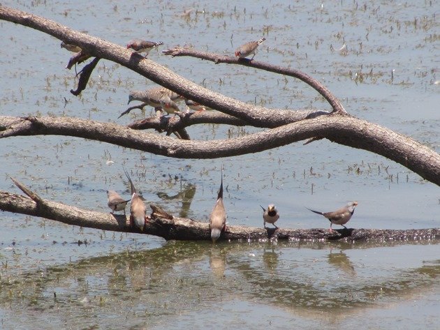 Peaceful Dove,Zebra Finch & Long-tailed Finch