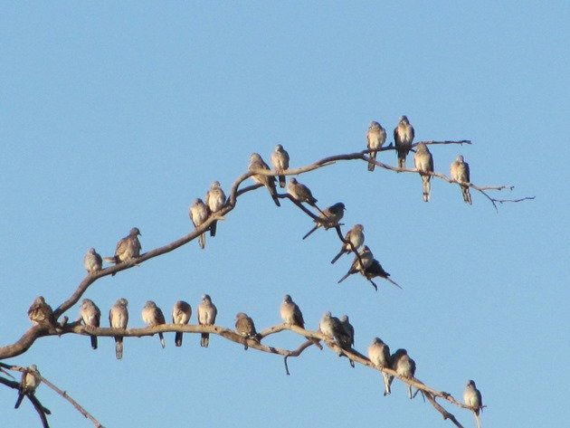 Peaceful Doves & Diamond Doves