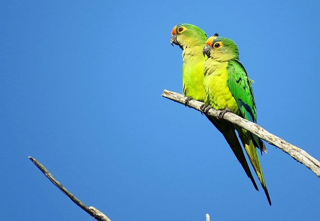 Peach-fronted Parakeet