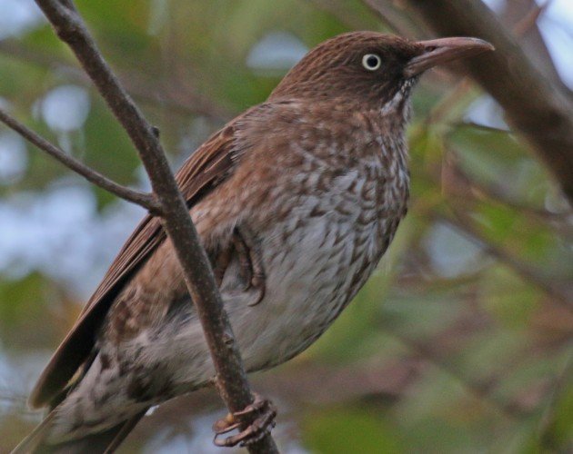 Pearly-eyed Thrasher