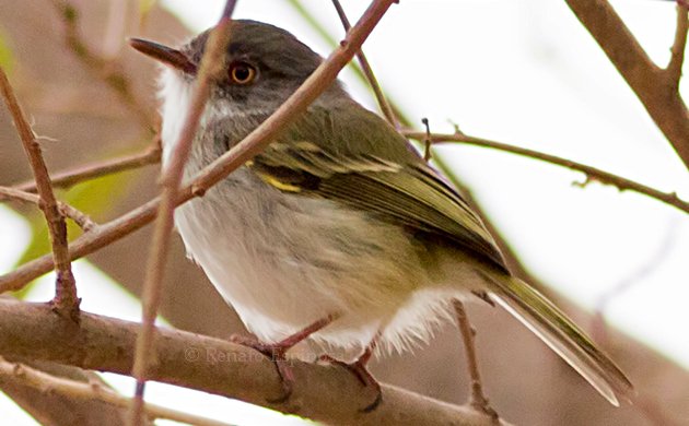 Pearly-vented Tody-Tyrant