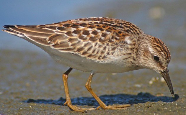 Peep Show Least Sandpiper