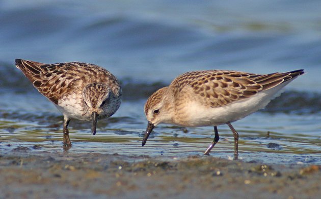 Peep Show Semipalmated Sandpipers