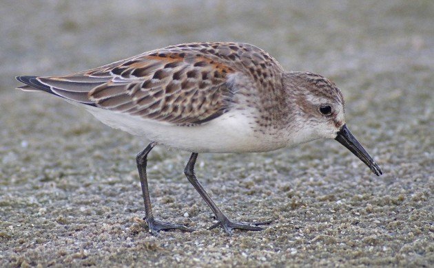 Western Sandpiper