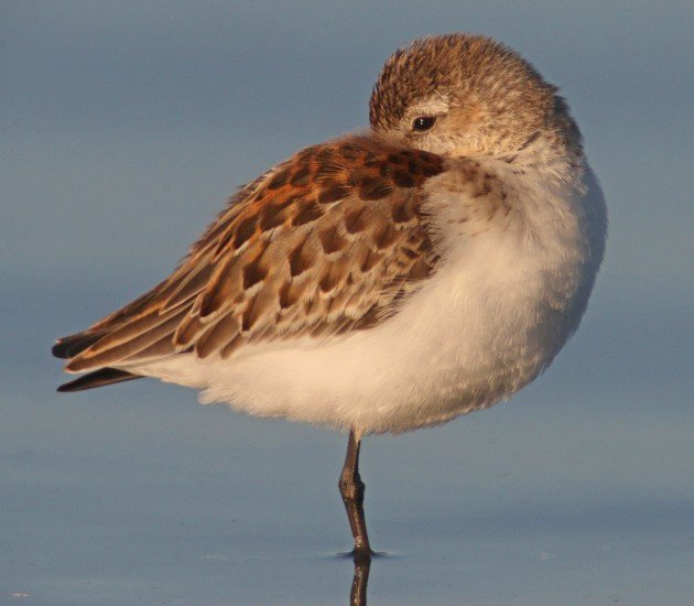 Peep Show Western Sandpiper roosting