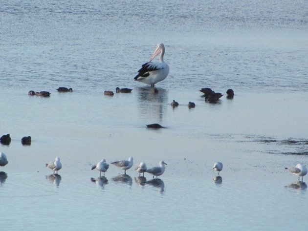 Pelican, Chestnut Teal & Silver Gulls