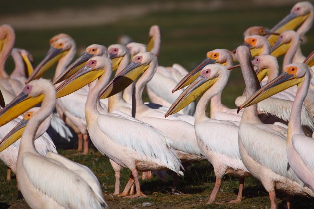 Great White Pelicans by Adam Riley