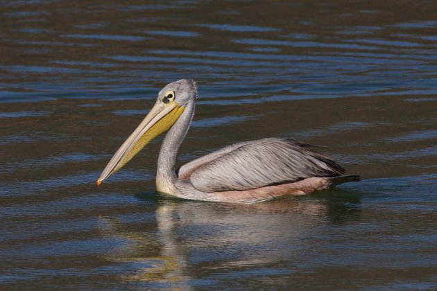 Pink-backed Pelican by Markus Lilje