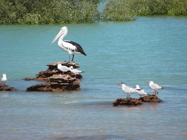 Pelican, Silver Gulls & Caspian Tern (2)