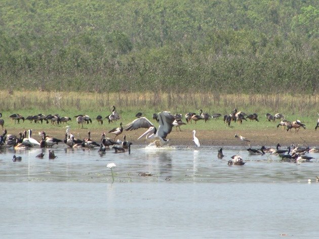 Pelican landing