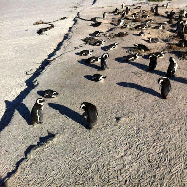 Penguin_colony1