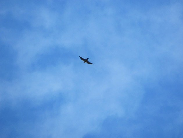 Peregrine Falcon