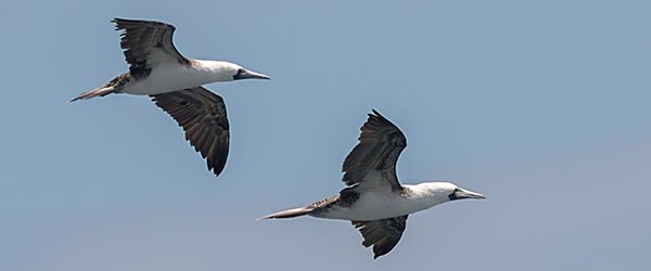 Peruvian Booby