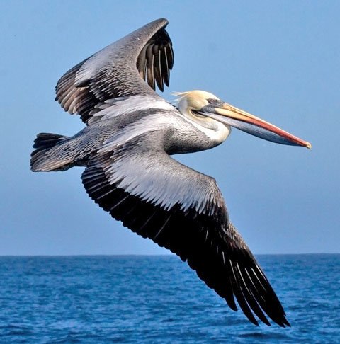 Peruvian-Pelican-Richard-Crook-ready