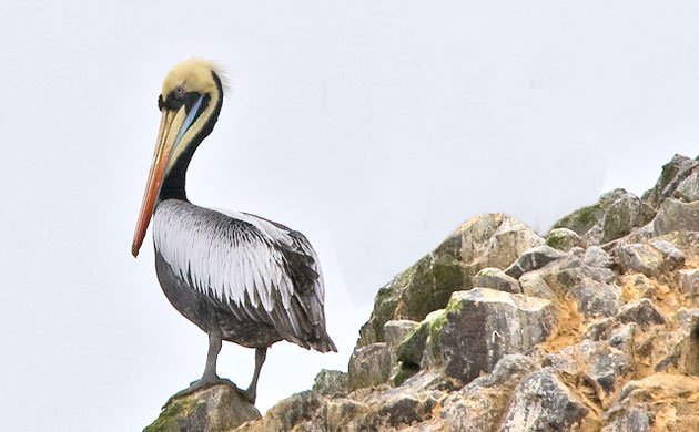 Peruvian-Pelican_-CC-FLickr-Olaf-ready
