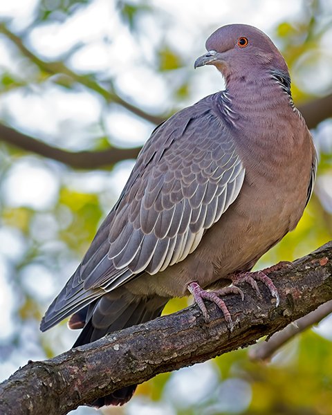 Picazuro Pigeon