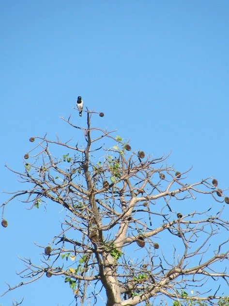 Pied Butcherbird in Boab