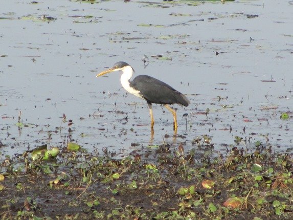 Pied Heron