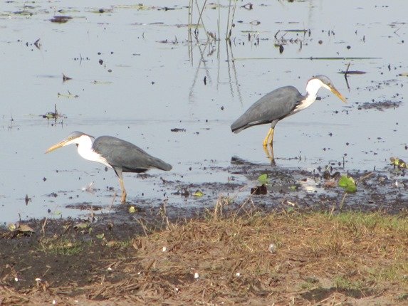 Pied Herons (2)