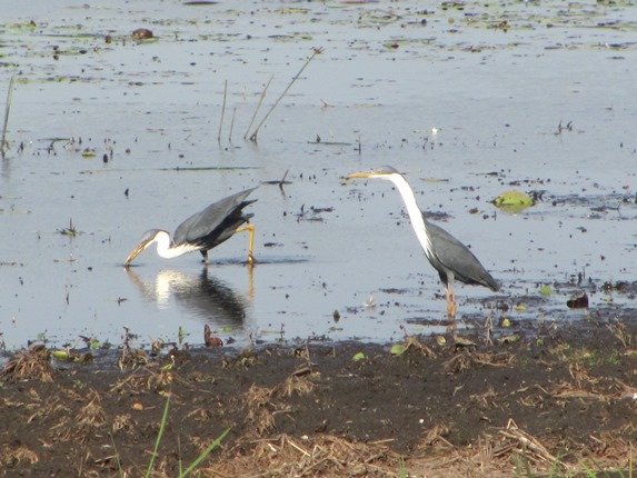 Pied Herons