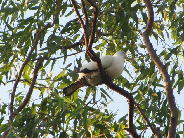 Pied Imperial Pigeon