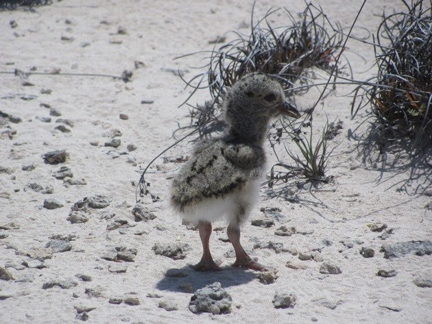 Pied Oystercatcher chick-1 day old (2)