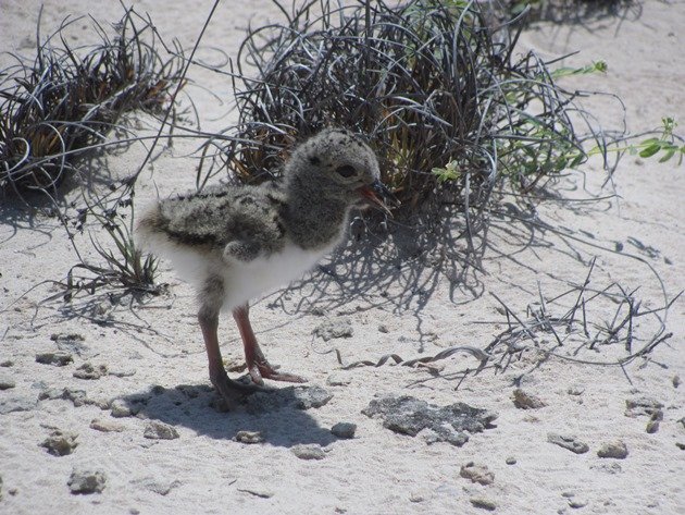 Pied Oystercatcher chick-1 day old (3)