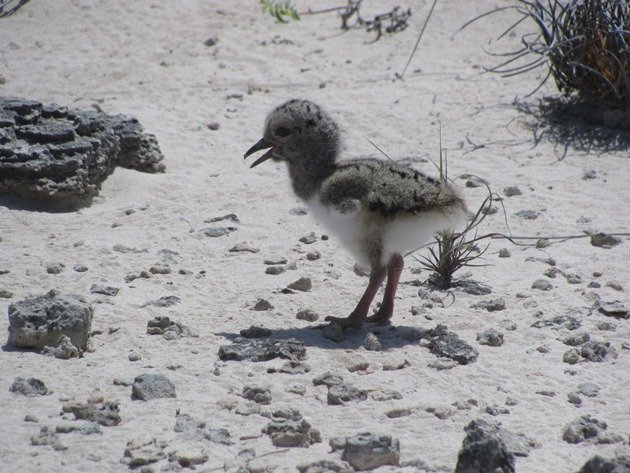 Pied Oystercatcher chick-1 day old (4)