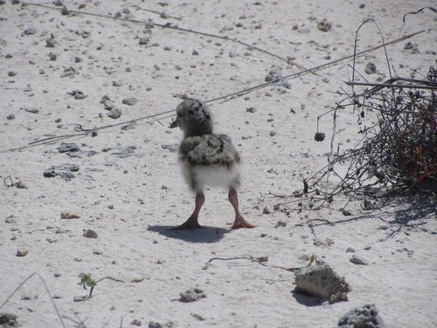 Pied Oystercatcher chick-1 day old (5)