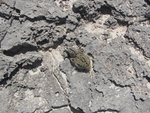 Pied Oystercatcher chick-1 day old