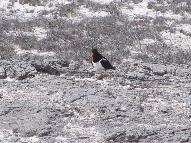 Pied Oystercatcher & chick (2)