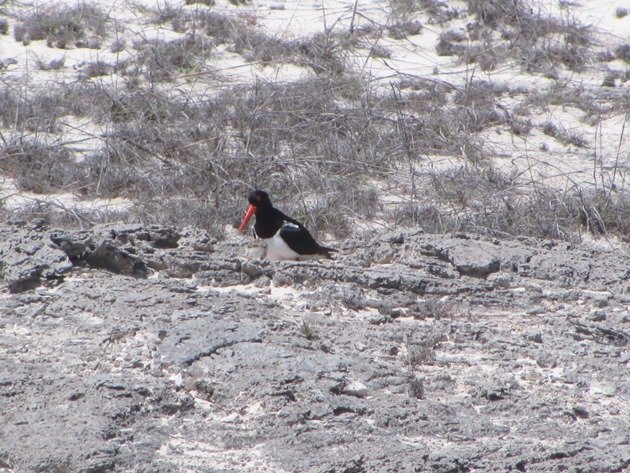 Pied Oystercatcher & chick (3)