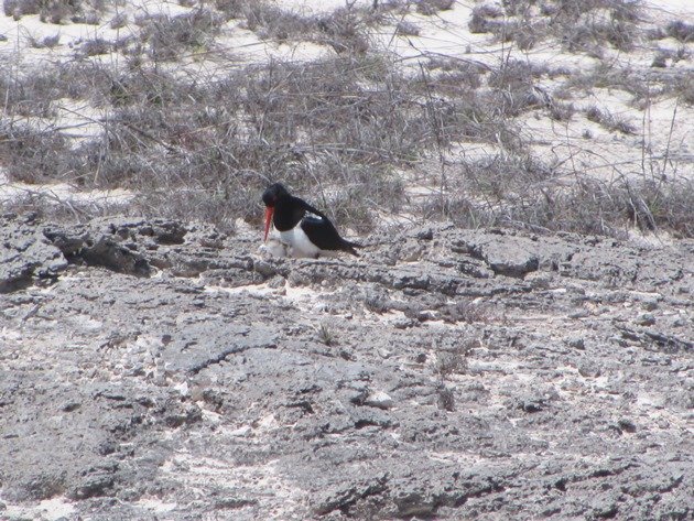 Pied Oystercatcher & chick (4)