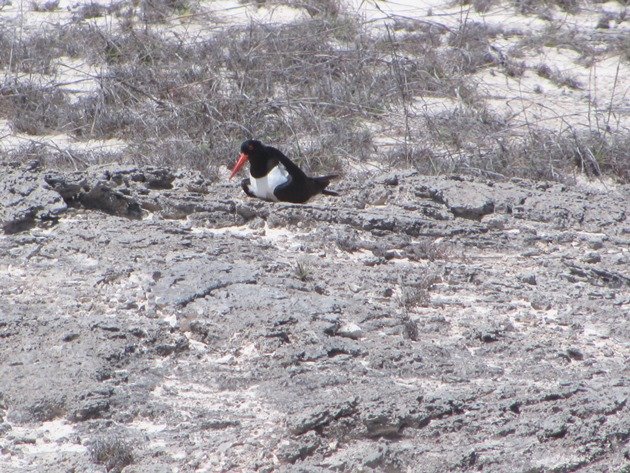 Pied Oystercatcher & chick (5)