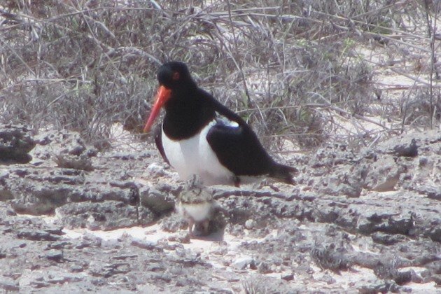 Pied Oystercatcher & chick close up