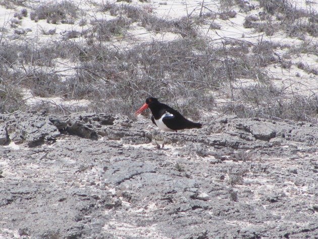 Pied Oystercatcher & chick