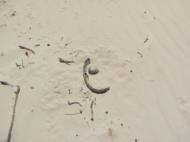 Pied Oystercatcher egg