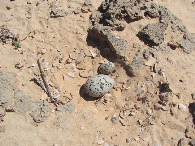 Pied Oystercatcher eggs-one small