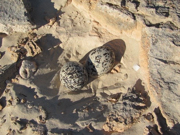 Pied Oystercatcher eggs