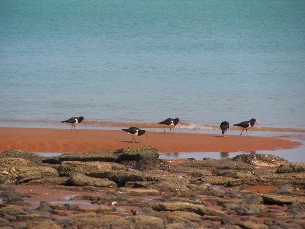 Pied Oystercatcher family (2)