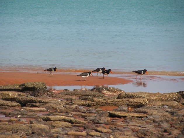 Pied Oystercatcher family (3)