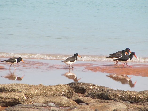 Pied Oystercatcher family (4)