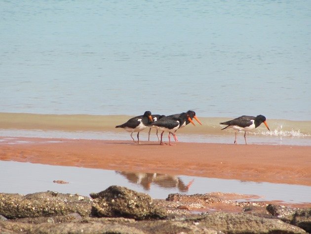 Pied Oystercatcher family (5)